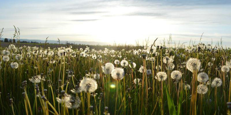 探秘昌古鲁方言：解锁露营与自然奇观的文化密码
